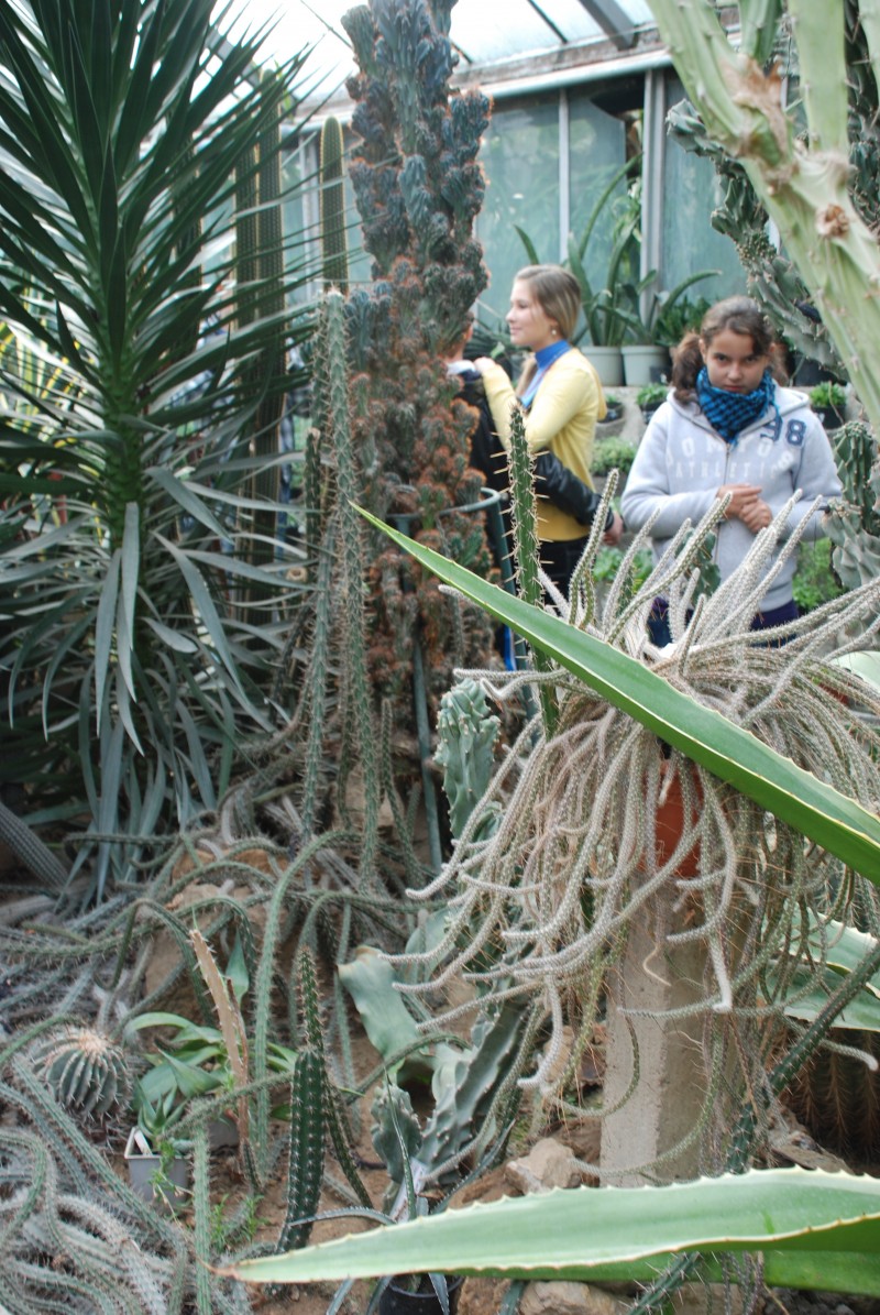 În 19.11.2010 un grup de elevi de la Şcoala cu clasele I-VIII Sarasău au vizitat grădina botanică "Vasila Fati" , Jibou. Elevii au fost impresionaţi de serele în formă de semisfere, unde au văzut o bogată colecţie de cactuşi, plante exotice, acvariul, grădina japoneză, o mică grădină zoologică, zona dendrologică dar şi o mică grădină romanâ. 