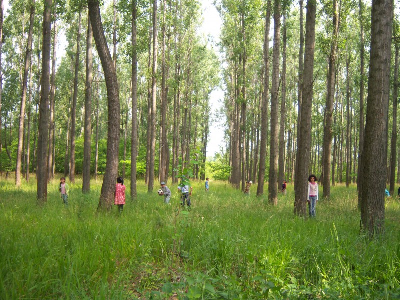 De 1IUNIE elevii au facut o drumetie in padurea de la marginea satului