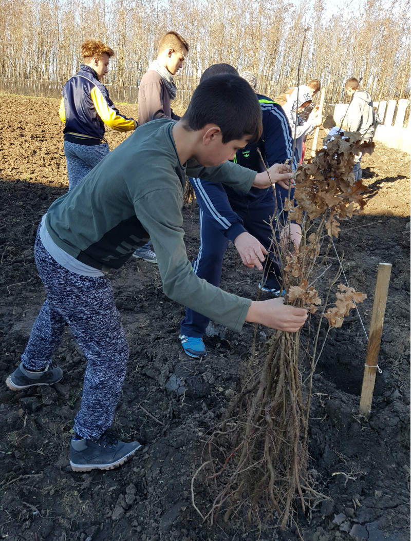 O echipa de elevi voluntari din cadrul scolii, au participat la campania de plantare a 100 de puieti de stejar. 