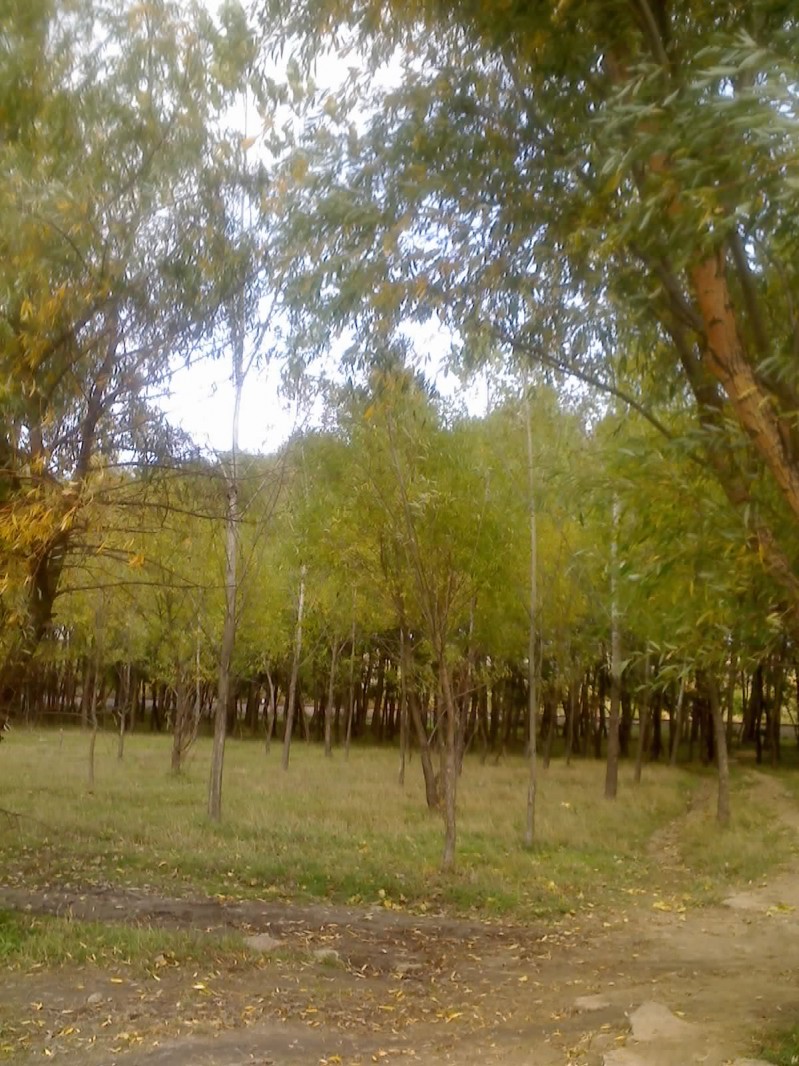 Padurea satului.